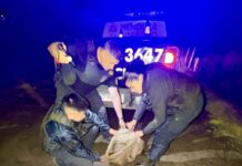 Beltrán: tres detenidos por robar 10 lechones y agredir a un casero