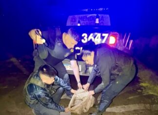 Beltrán: tres detenidos por robar 10 lechones y agredir a un casero